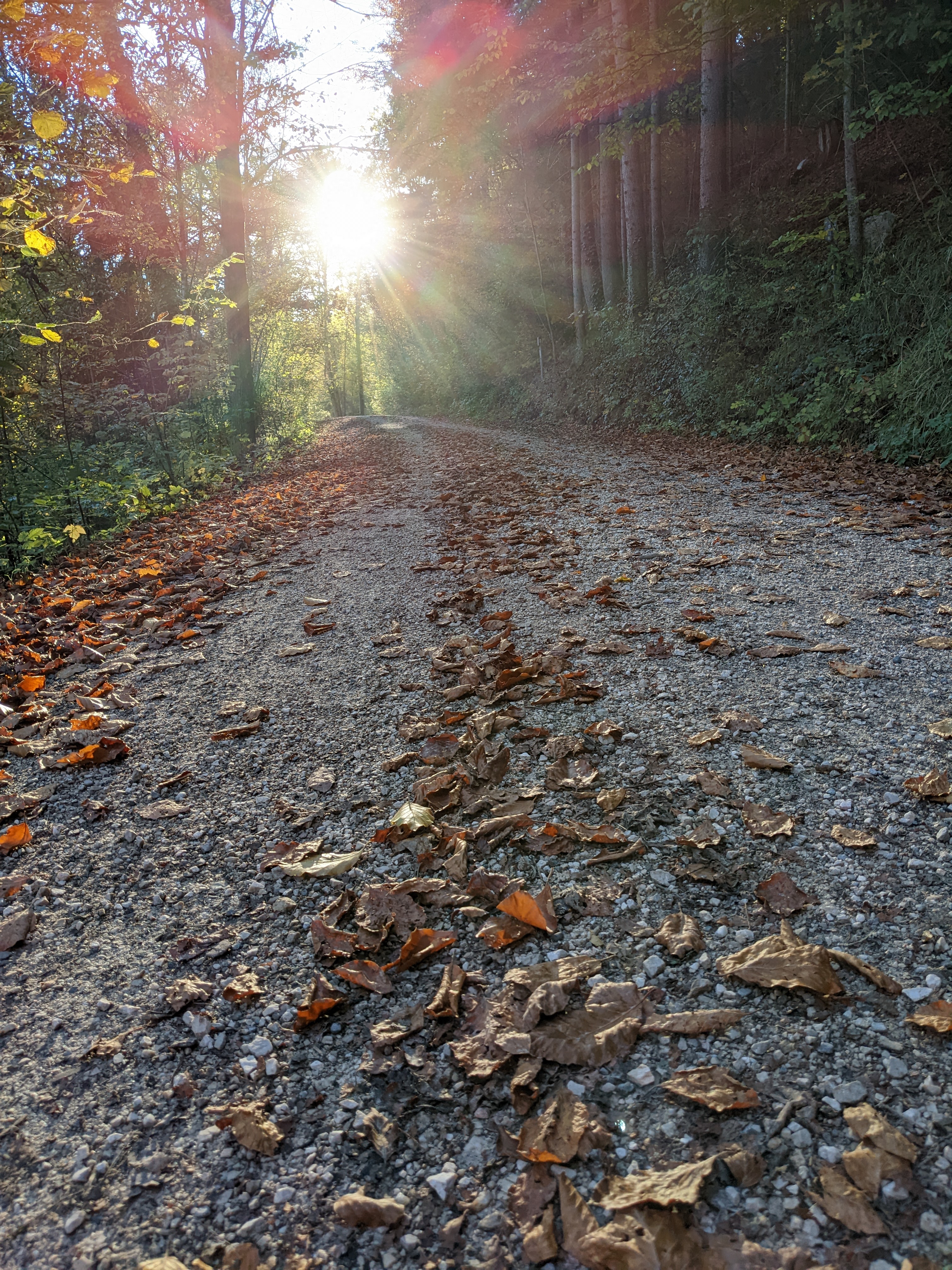 Waldweg im Herbstlicht